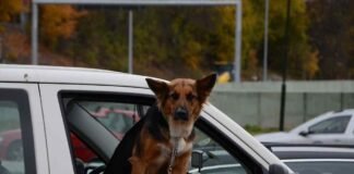 Ubriaco mette il cane al volante