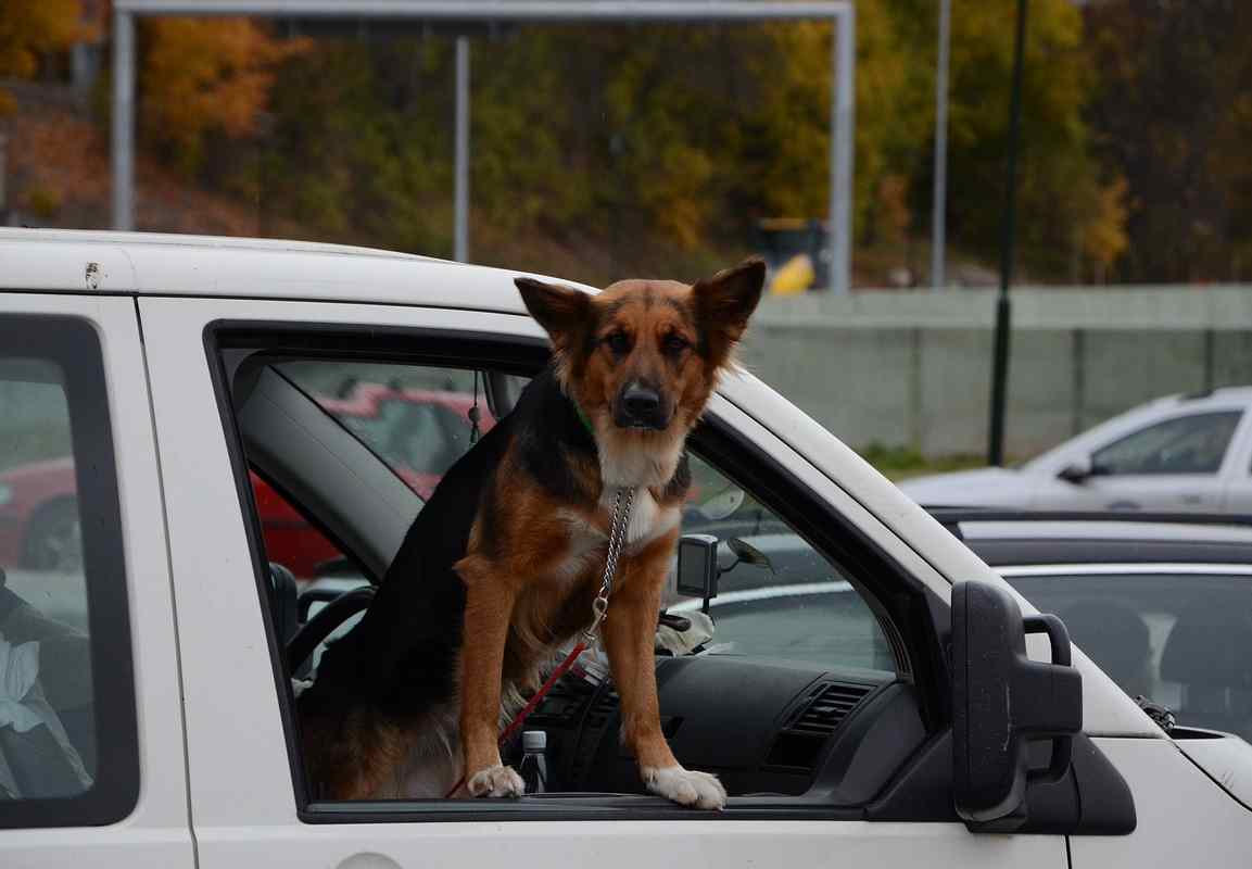 Ubriaco mette il cane al volante