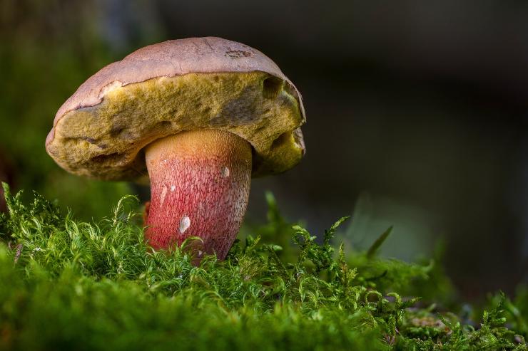 Secondo uno studio i funghi parlano tra di loro