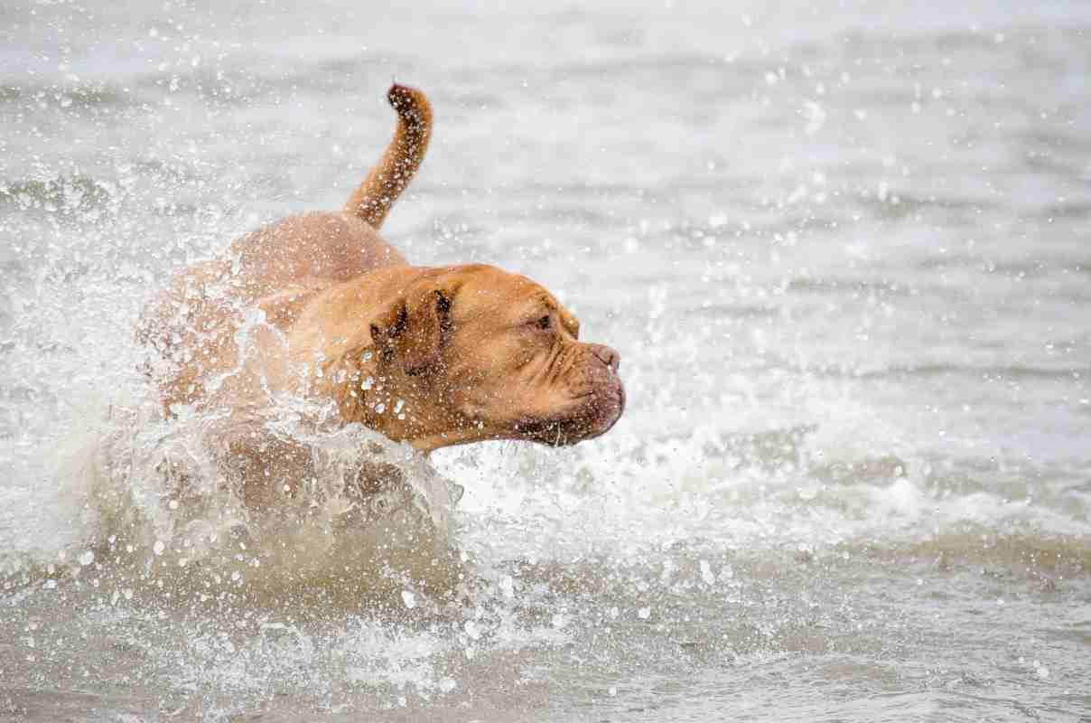 Cane al mare