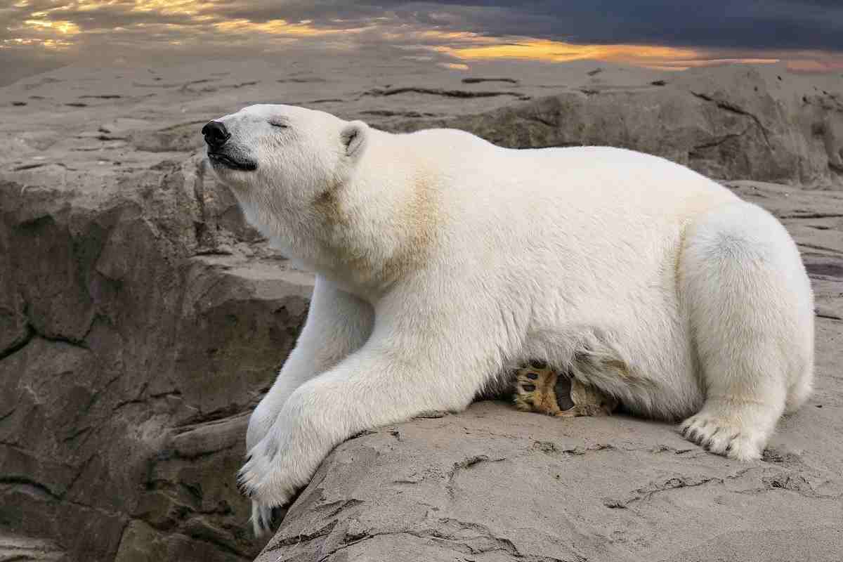 Animali letali per l'uomo