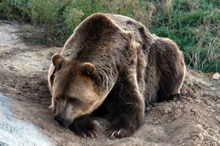 orso grizzly 