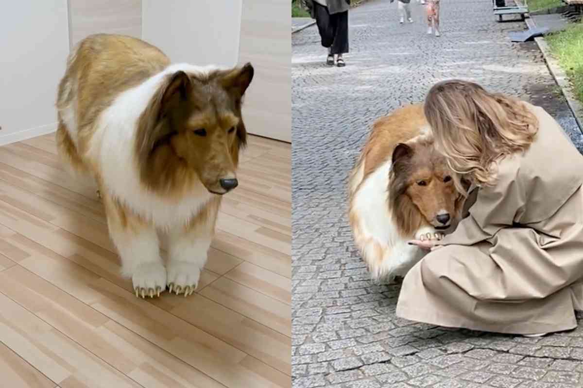 Collie, in realtà no