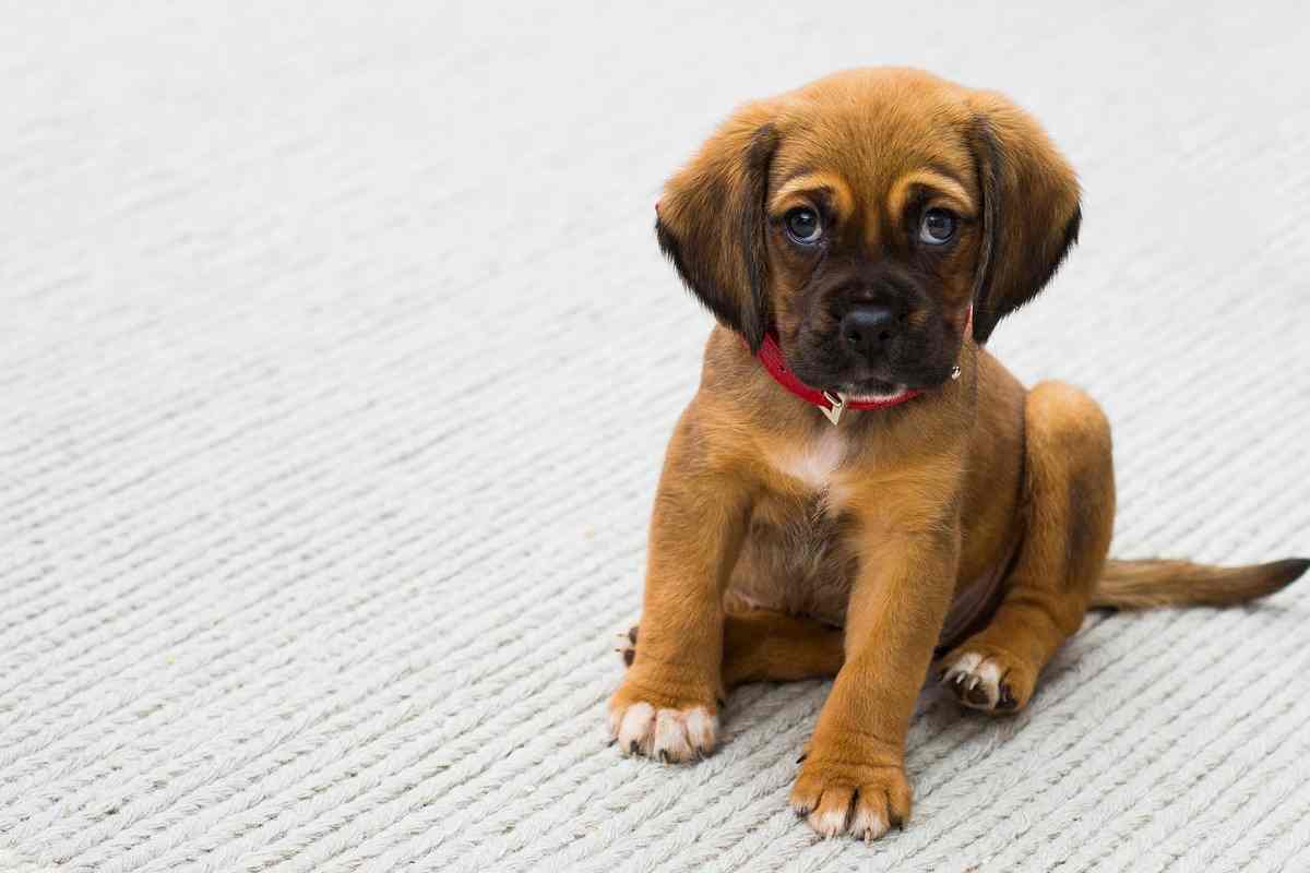 Compagnia aerea perde il cane