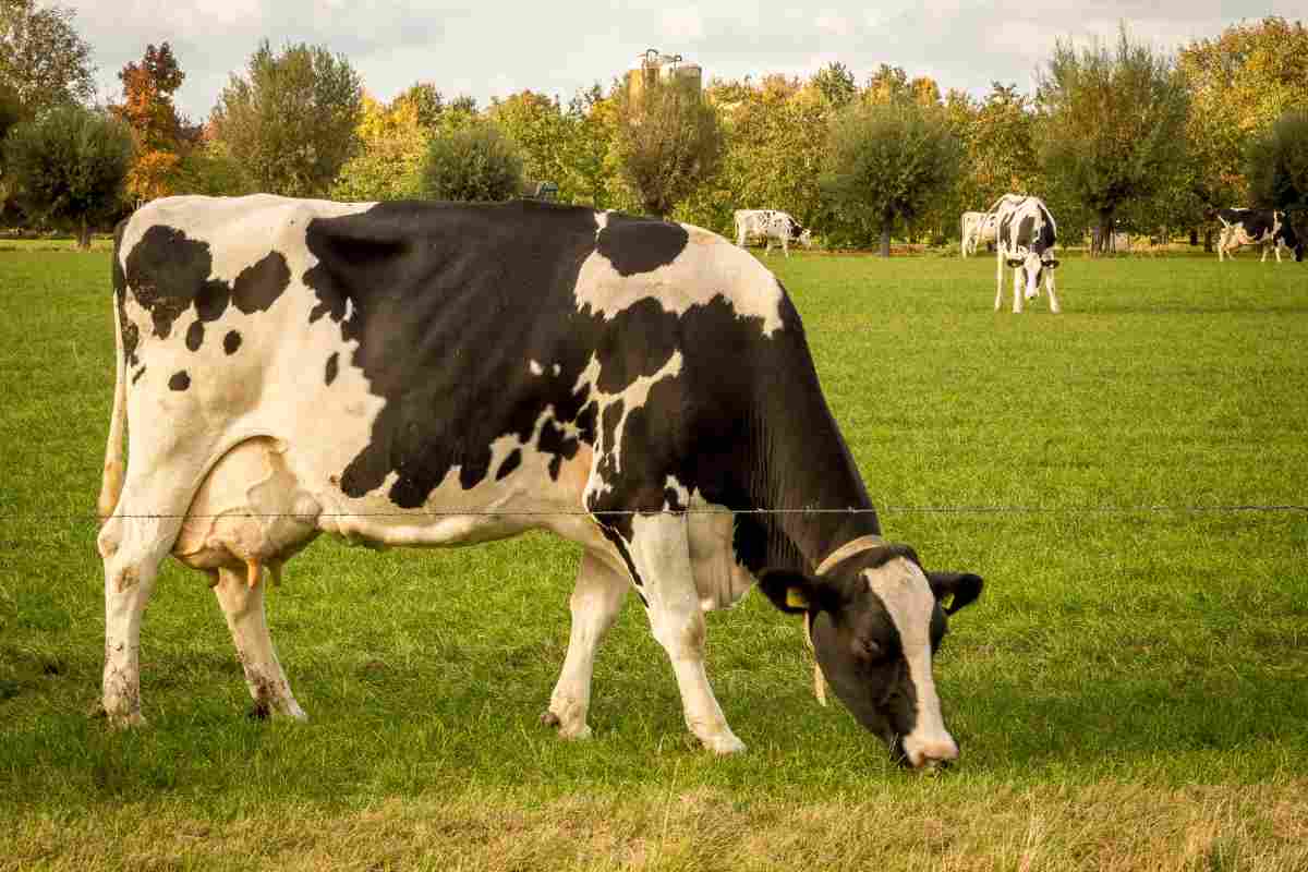 Violenza su una mucca in Inghilterra